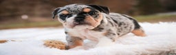 English Bulldog dogs for sale: Glitter - Ad 1