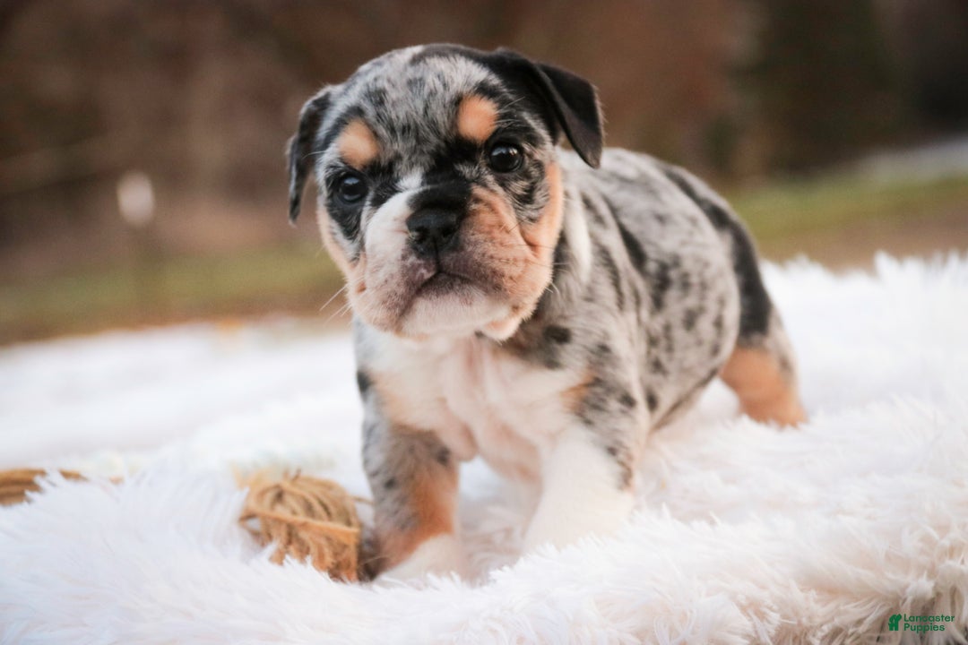 English Bulldog dogs for sale: Glitter - Ad 1