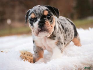 English Bulldog dogs Glitter - Ad 21