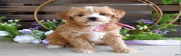 Maltipoo dogs for sale: Bella - Ad 8