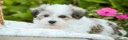 Havanese dogs for sale: Florence - Ad 6