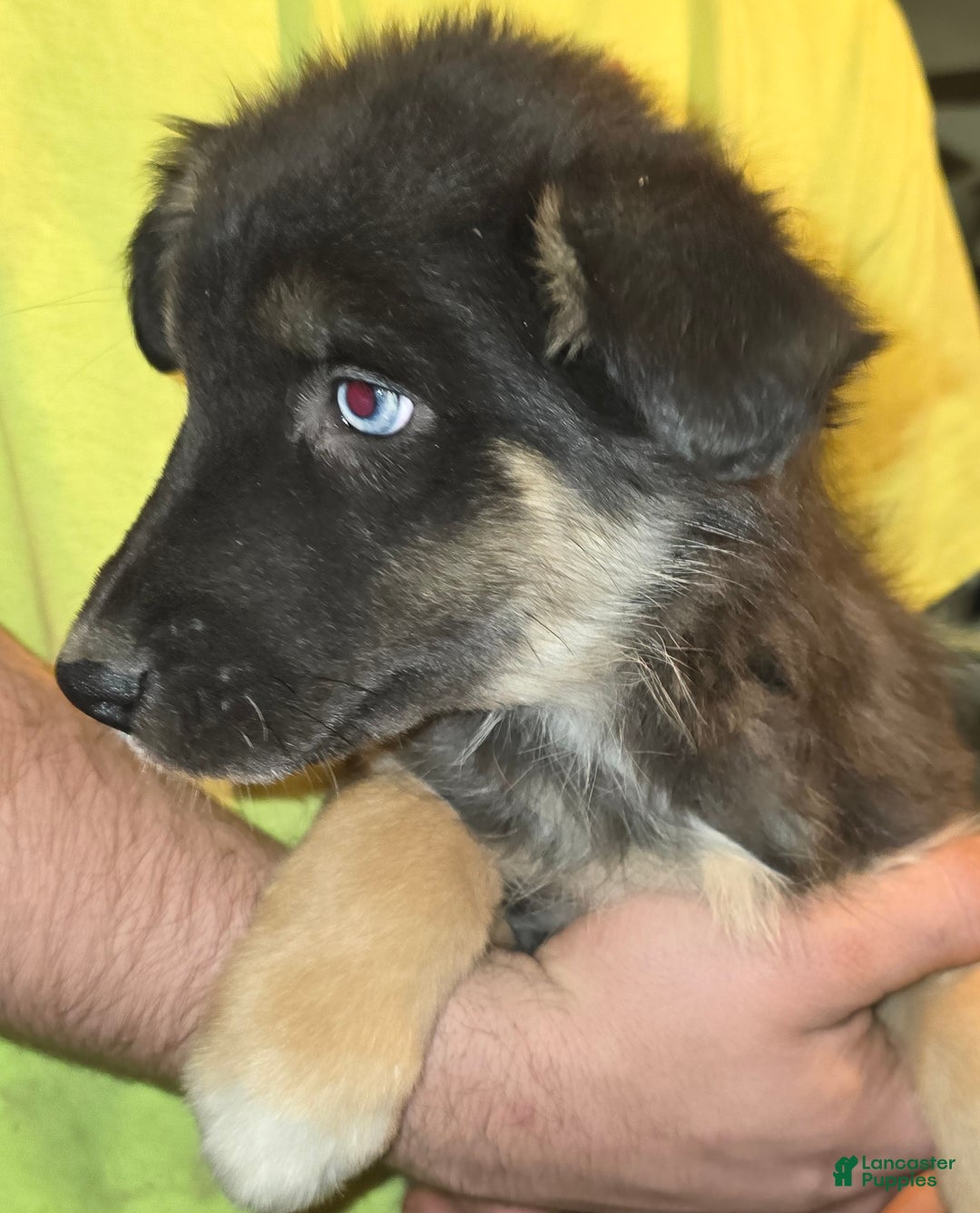 Australian Shepherd dogs for sale: Blue eyed beauty  - Ad 1