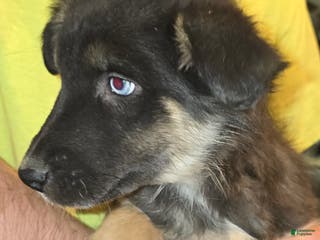 Australian Shepherd dogs Blue eyed beauty - Ad 38