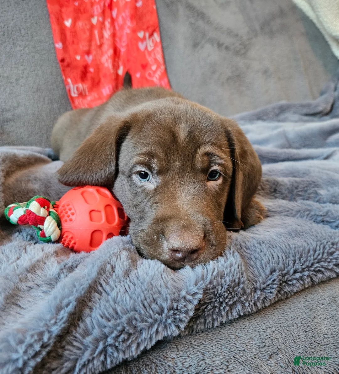 Labrador Retriever dogs for sale: Labrador Retriever Puppy 6 - Ad 2