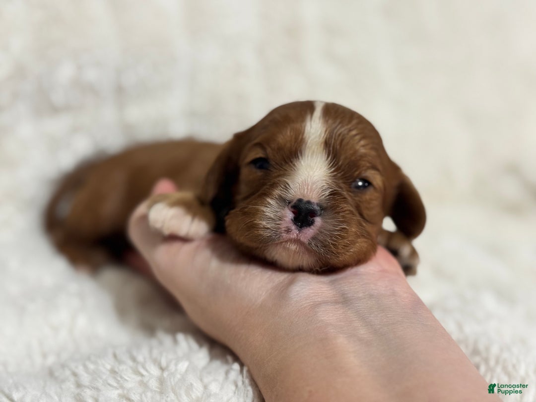 Cavalier King Charles Spaniel dogs for sale: Finn - Ad 3