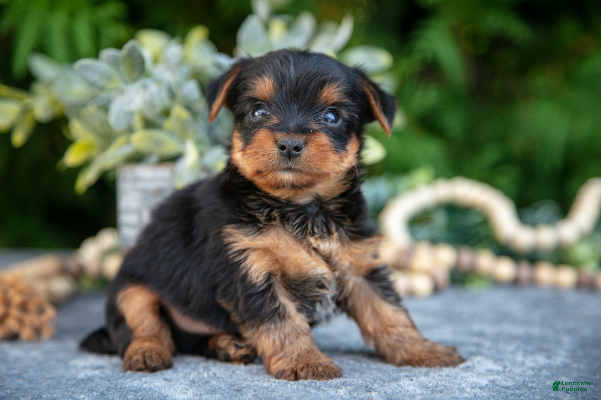 Yorkshire Terrier dogs Kingston - Ad 2