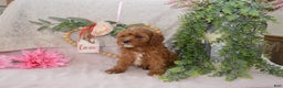 Cavapoo dogs for sale: Jewel - Ad 3