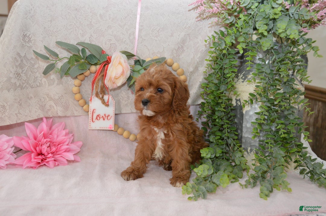 Cavapoo dogs for sale: Jewel - Ad 3