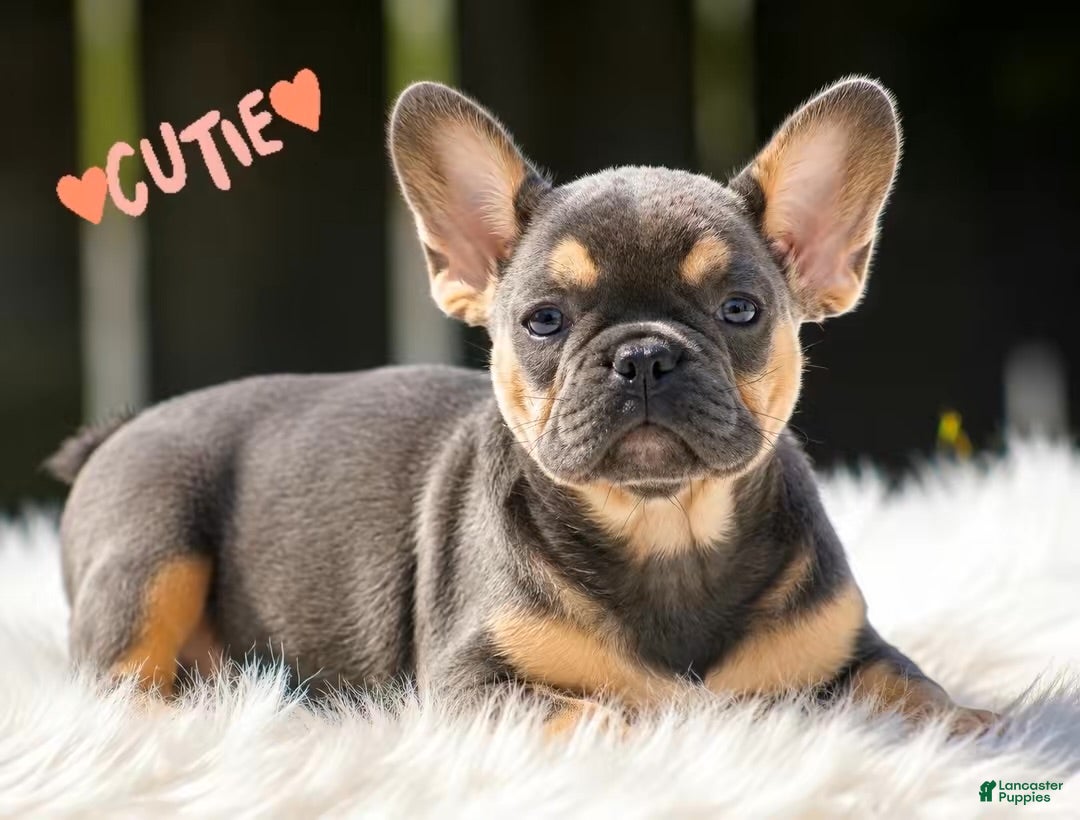 French Bulldog dogs Freddie  - Ad 2
