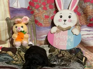 German Shepherd dogs German Shepherd Puppy 3 - Ad 16