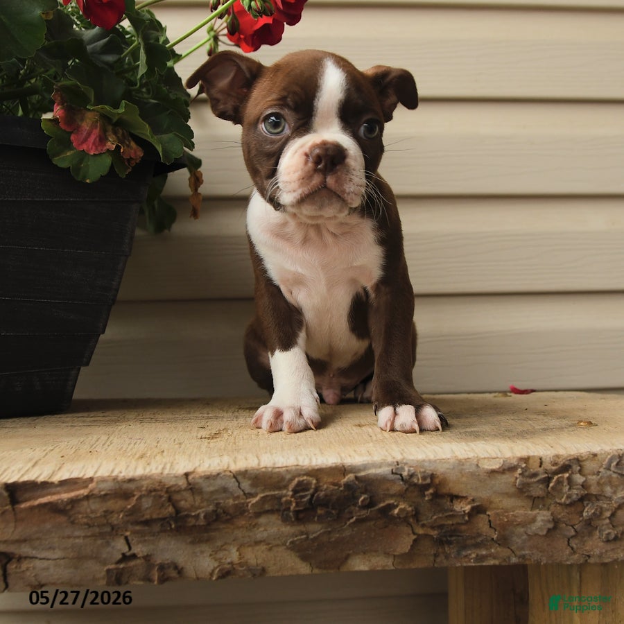 Boston Terrier dogs Murphy - Ad 1