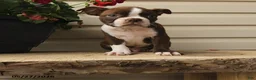 Boston Terrier dogs for sale: Murphy - Ad 1