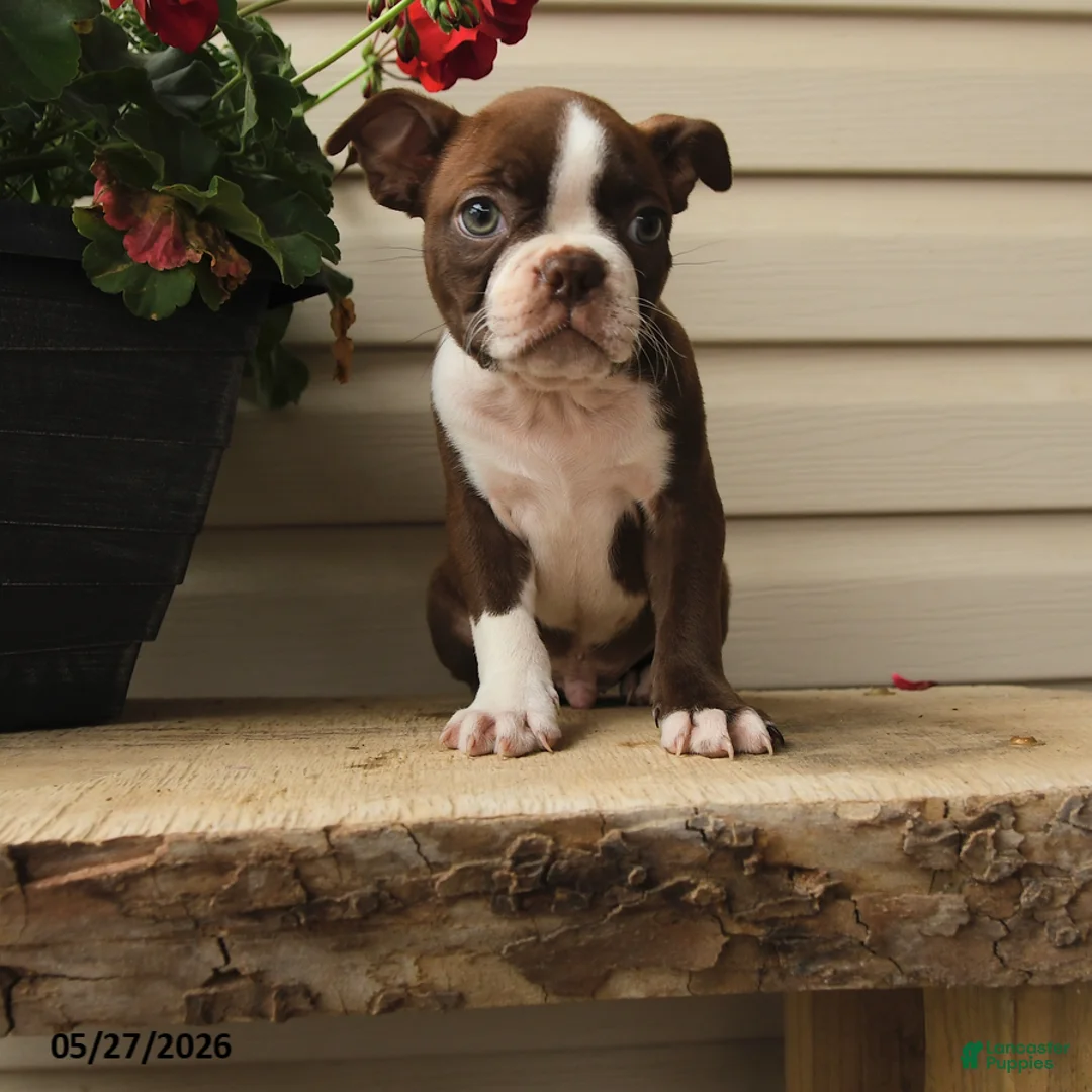 Boston Terrier dogs for sale: Murphy - Ad 1