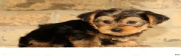 Yorkshire Terrier dogs for sale: Bo - Ad 5