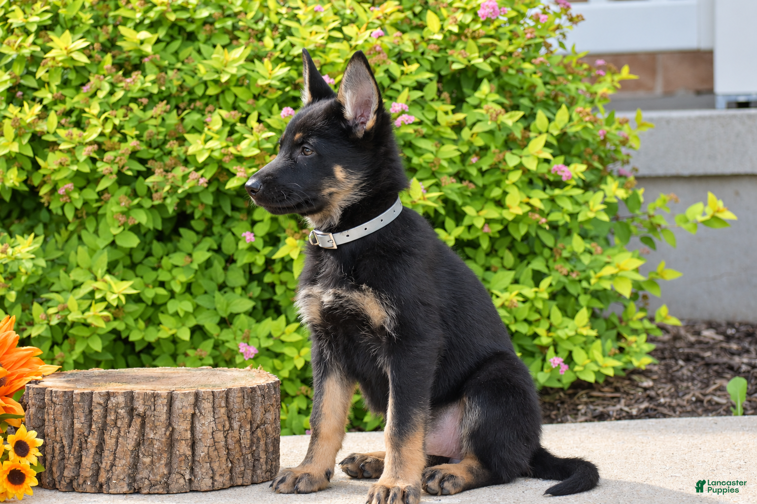 German Shepherd dogs Rachel - Ad 2