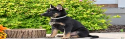 German Shepherd dogs for sale: Rachel - Ad 2