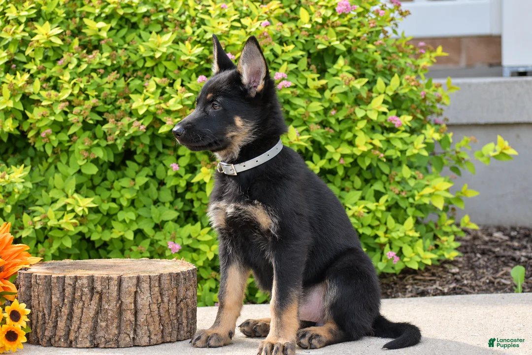 German Shepherd dogs for sale: Rachel - Ad 2