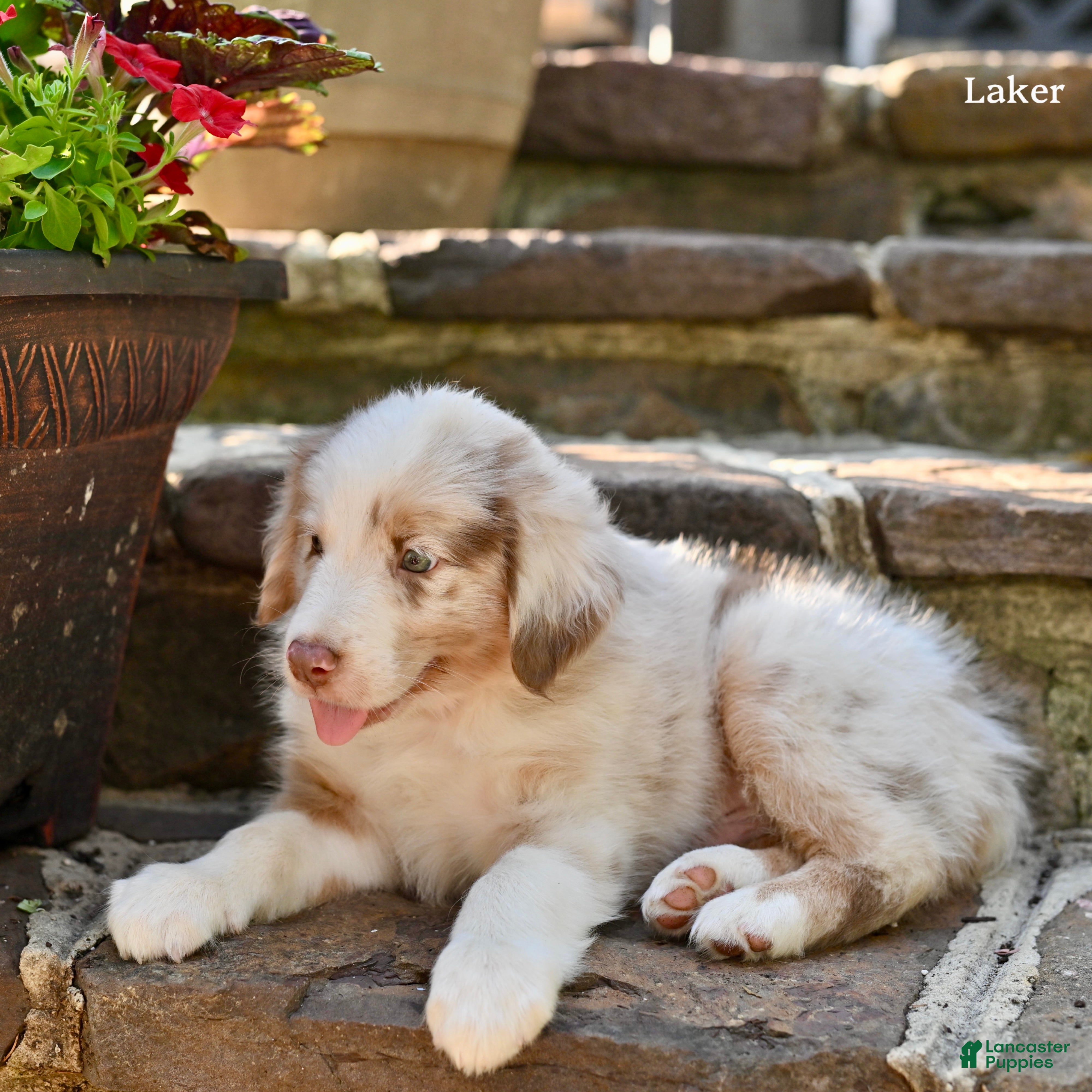 Australian Shepherd dogs Laker - Ad 2