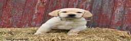 Labrador Retriever dogs for sale: Wibur - Ad 5