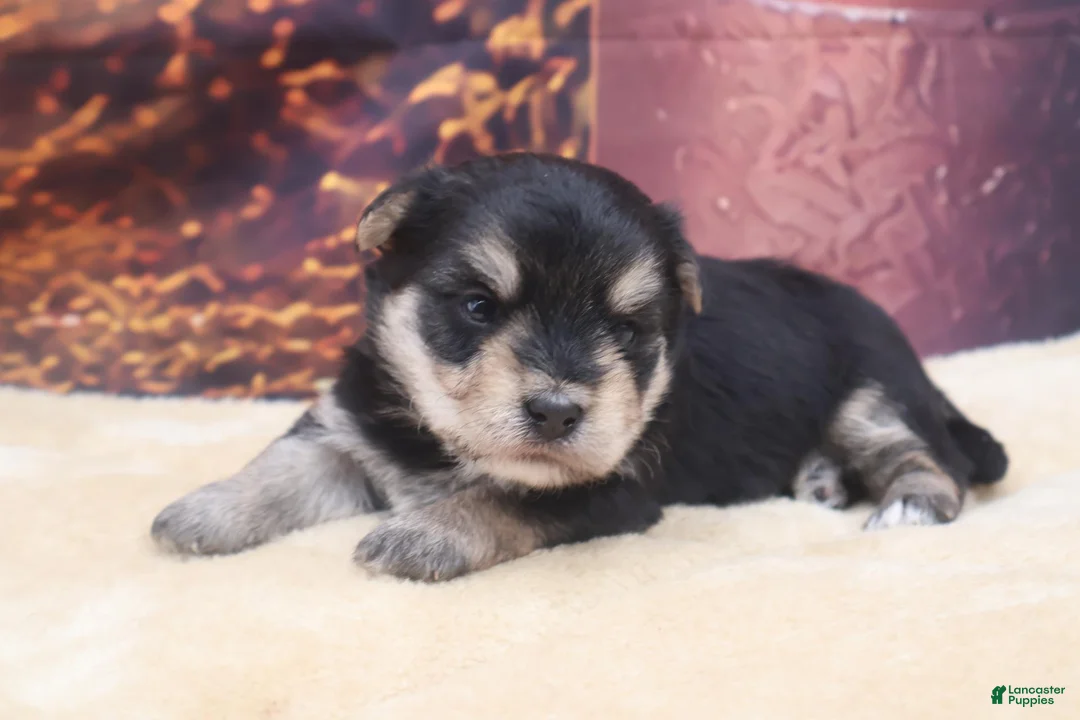 Morkie dogs for sale: Morkie 2 - Ad 2