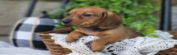 Miniature Dachshund dogs for sale: Butterscotch 💞 - Ad 9