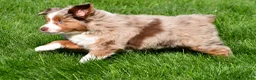 Miniature Australian Shepherd dogs for sale: Tasha - Ad 8