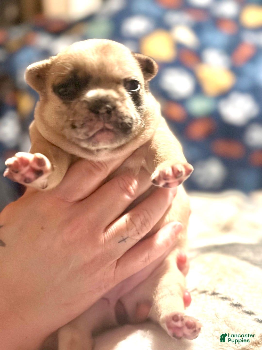 French Bulldog dogs for sale: French Bulldog Puppy 4 - Ad 1