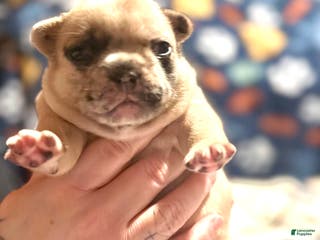 French Bulldog dogs French Bulldog Puppy 4 - Ad 8
