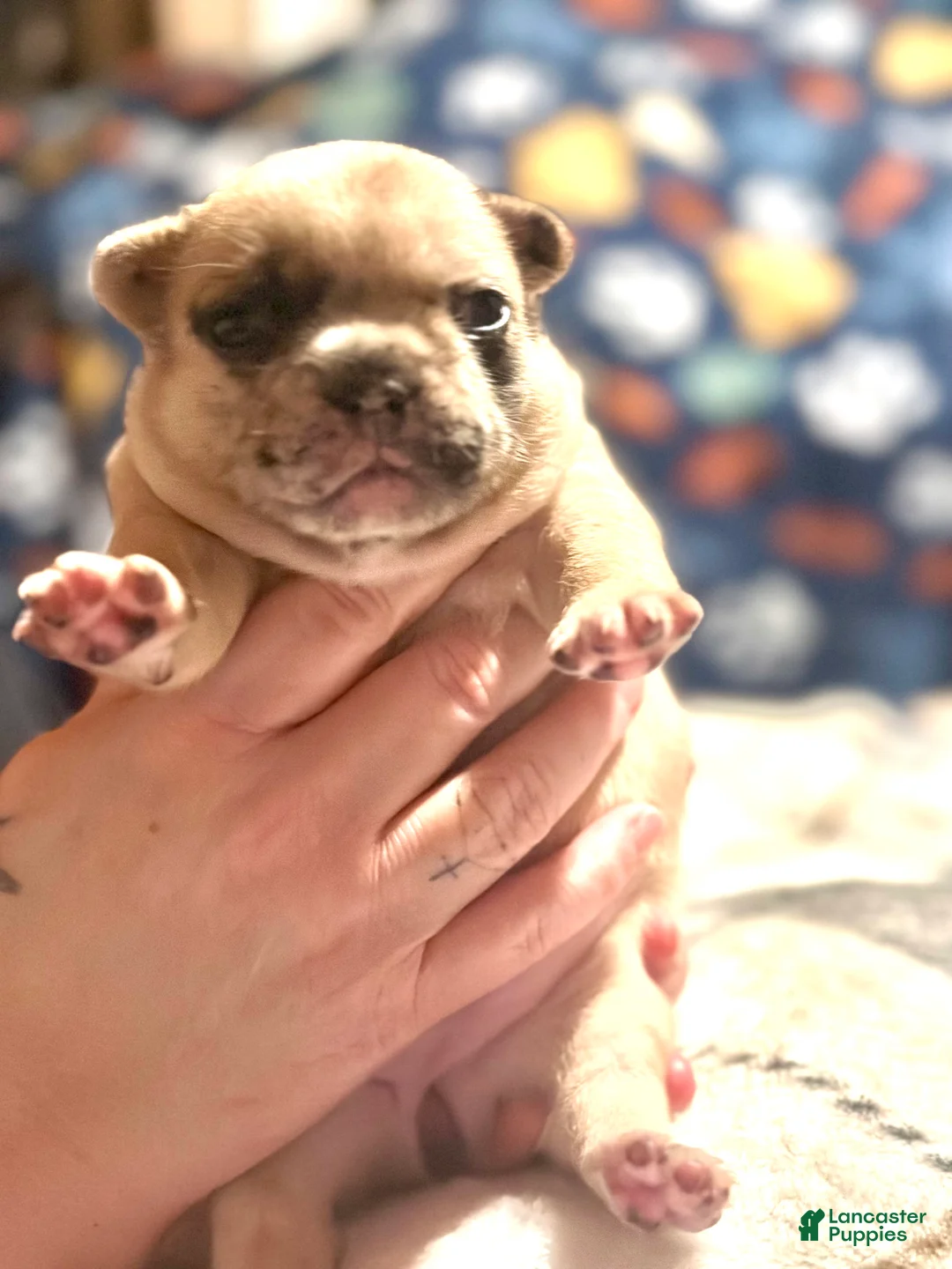 French Bulldog dogs for sale: French Bulldog Puppy 4 - Ad 1