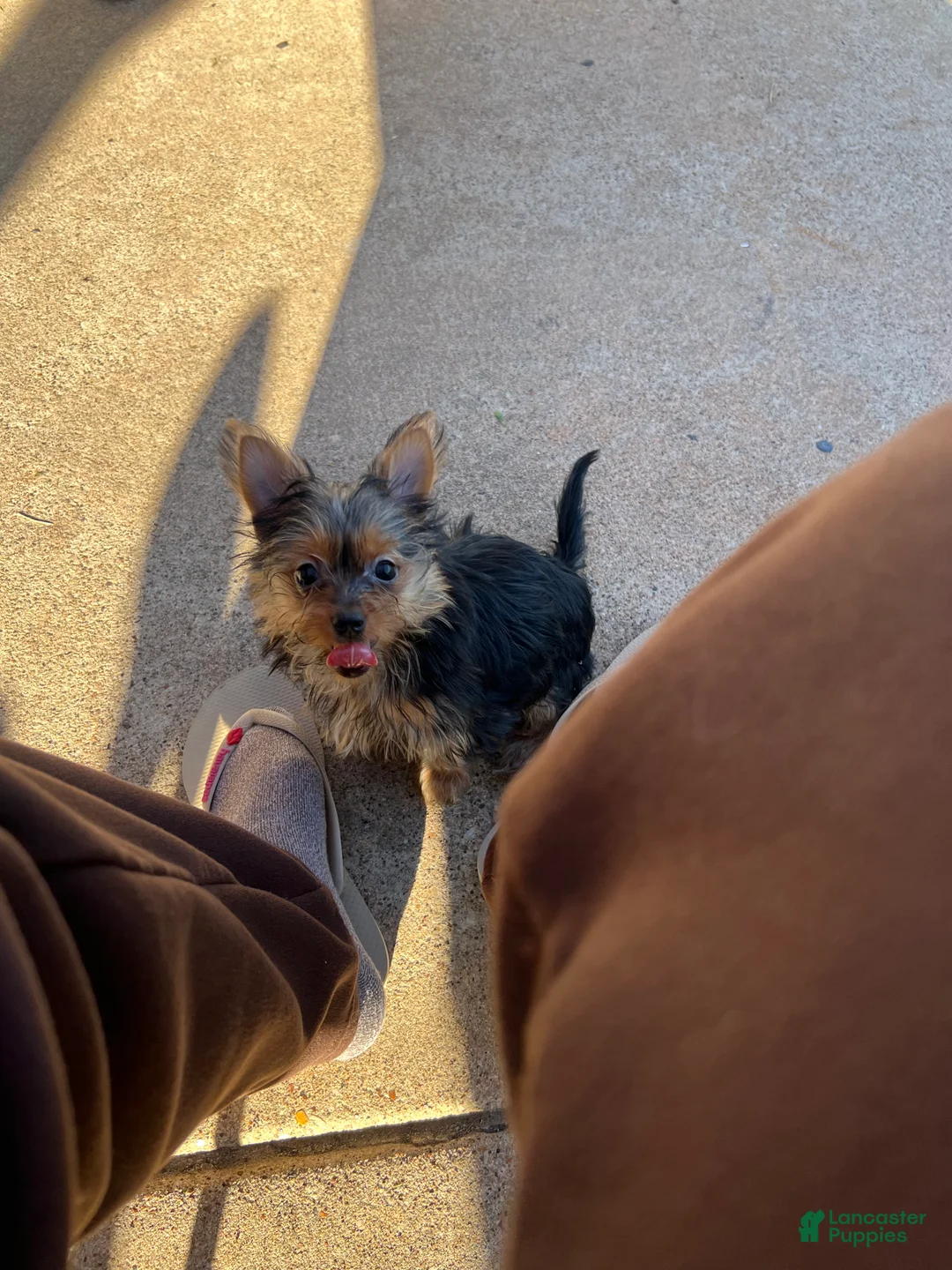 Yorkshire Terrier dogs for sale: Yorkshire Terrier Puppy 3 - Ad 1