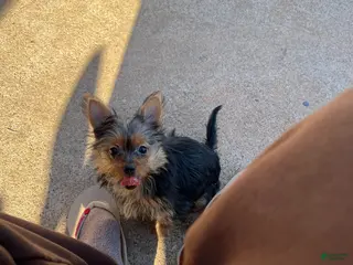 Yorkshire Terrier dogs Yorkshire Terrier Puppy 3 - Ad 6