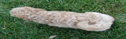 Mini Goldendoodle dogs for sale: Mini Ginger - Ad 15