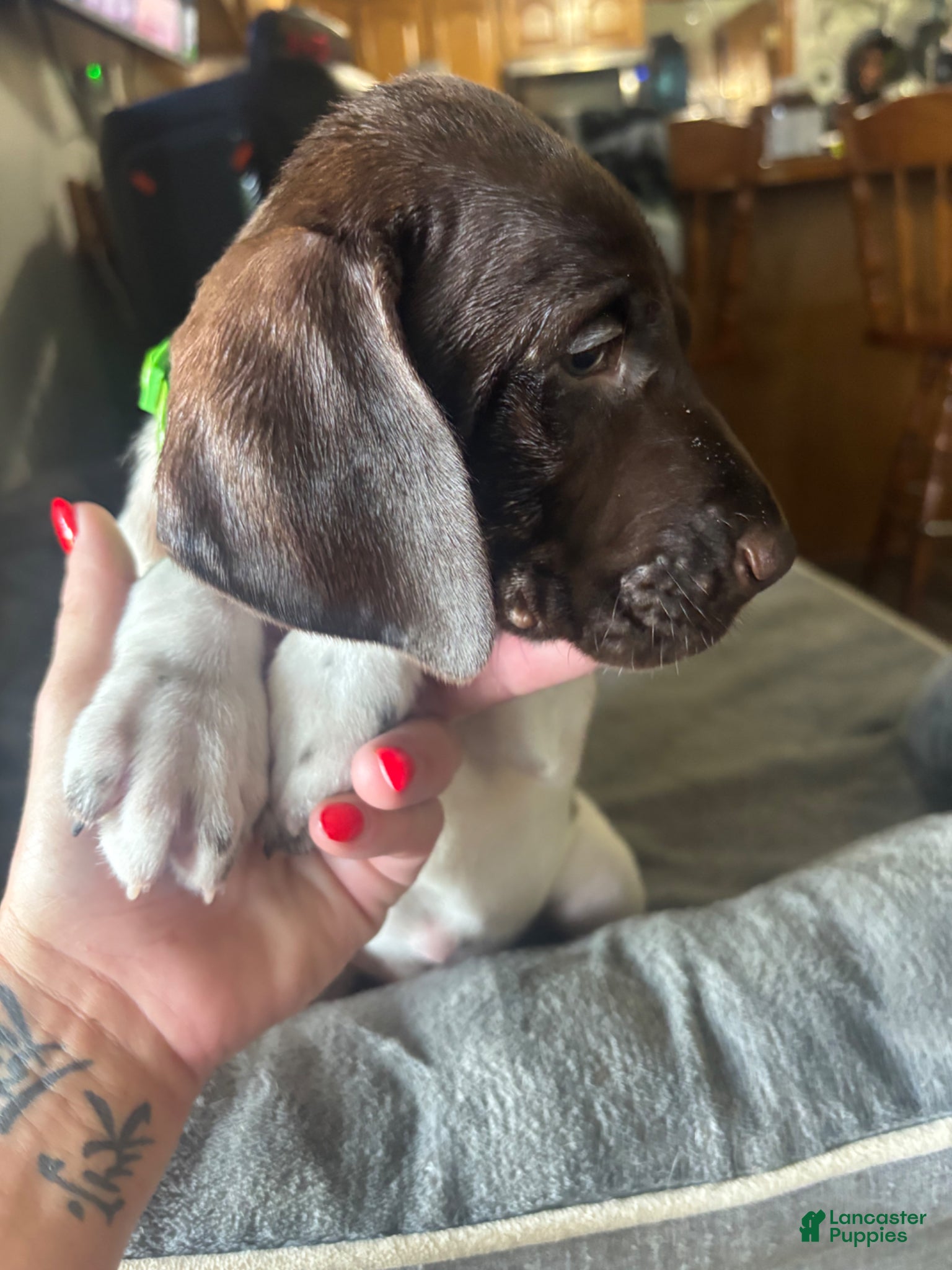 German Shorthaired Pointer dogs for sale: German Shorthaired Pointer Puppy 3 - Ad 1