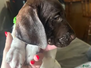 German Shorthaired Pointer dogs for sale: German Shorthaired Pointer Puppy 3 - Ad 1