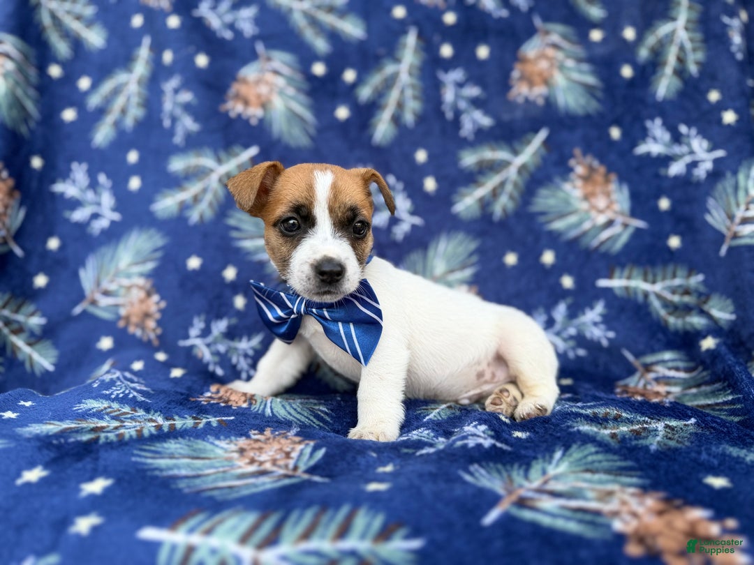 Jack Russell Terrier dogs for sale: Banjo - Ad 4