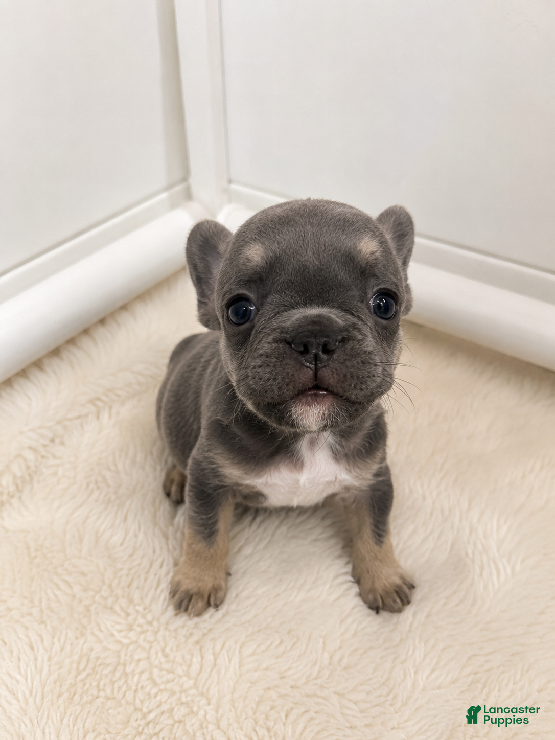 French Bulldog dogs 💖 Lily – Beautiful AKC French Bulldog Female in Texas - Ad 1
