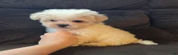 Mixed Breed dogs for sale: Beau Boy - Ad 4