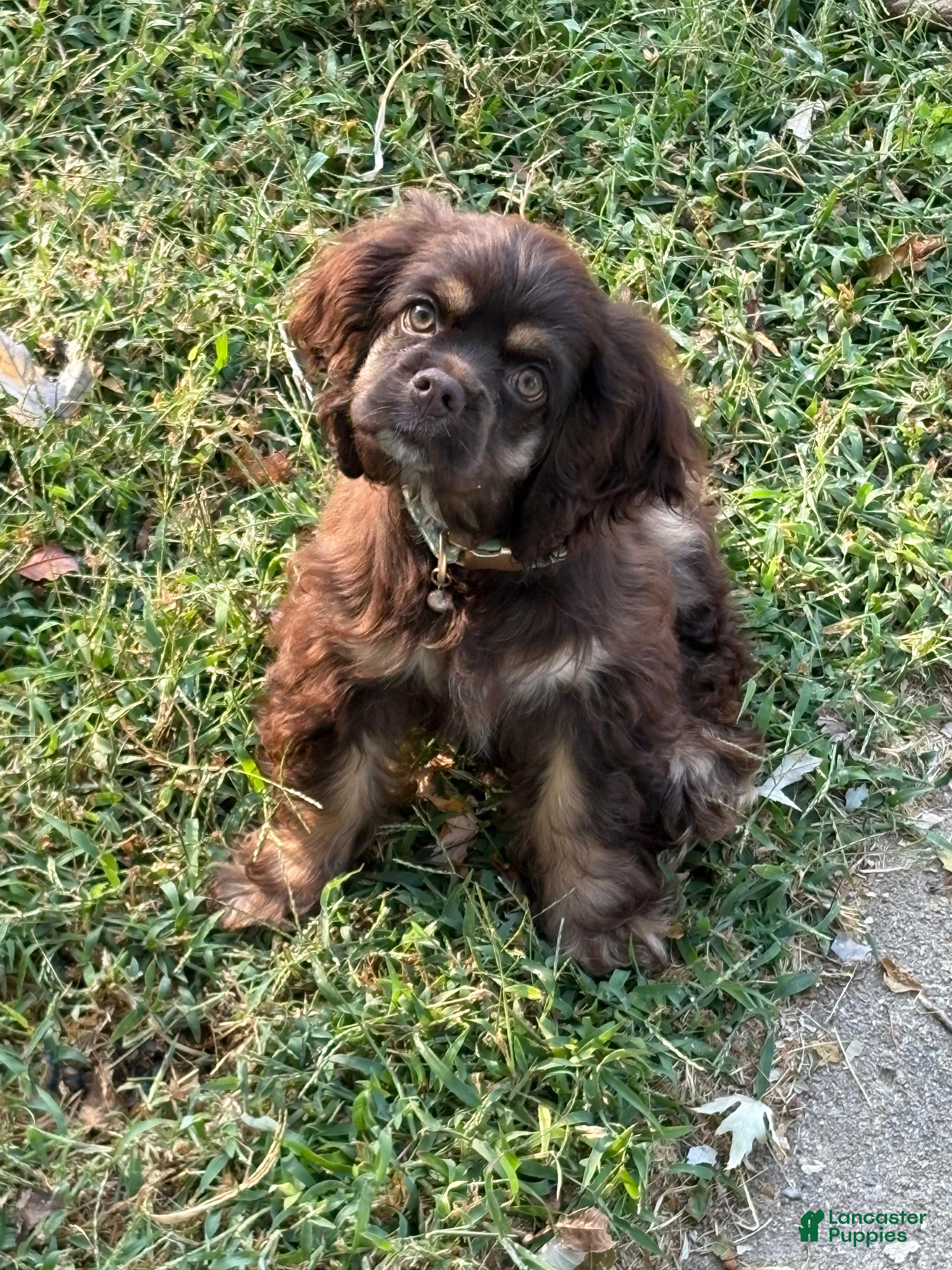 Cocker Spaniel dogs Cocker Spaniel Puppy 6 - Ad 28