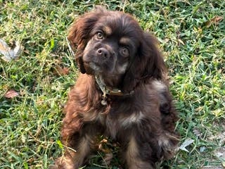 Cocker Spaniel dogs Cocker Spaniel Puppy 6 - Ad 29