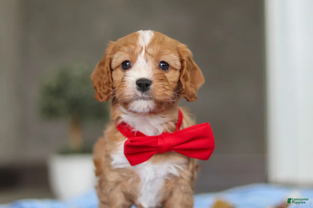 Cavapoo dogs for sale: Rocky - Ad 9