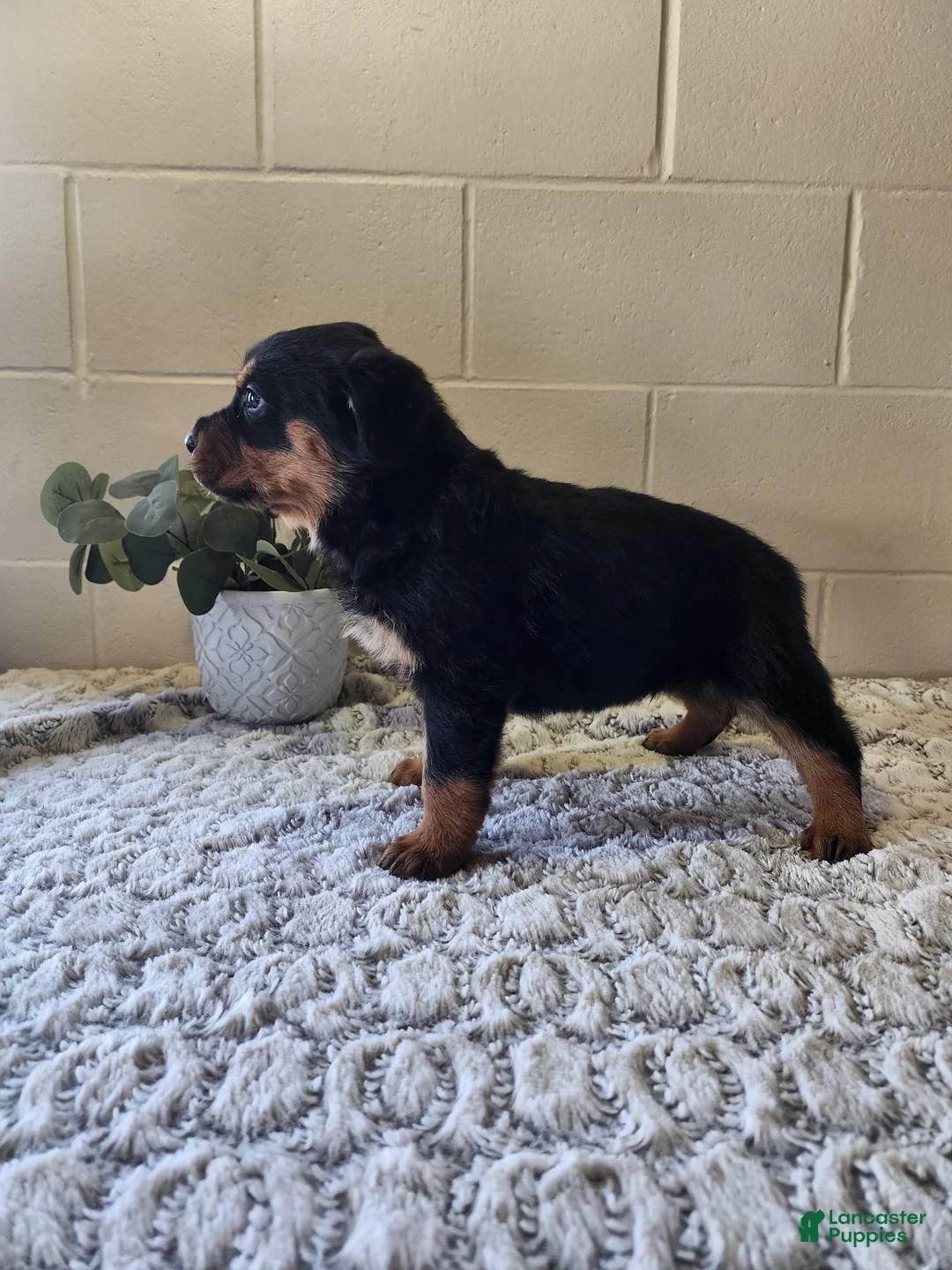Rottweiler dogs for sale: Bozo - Ad 3