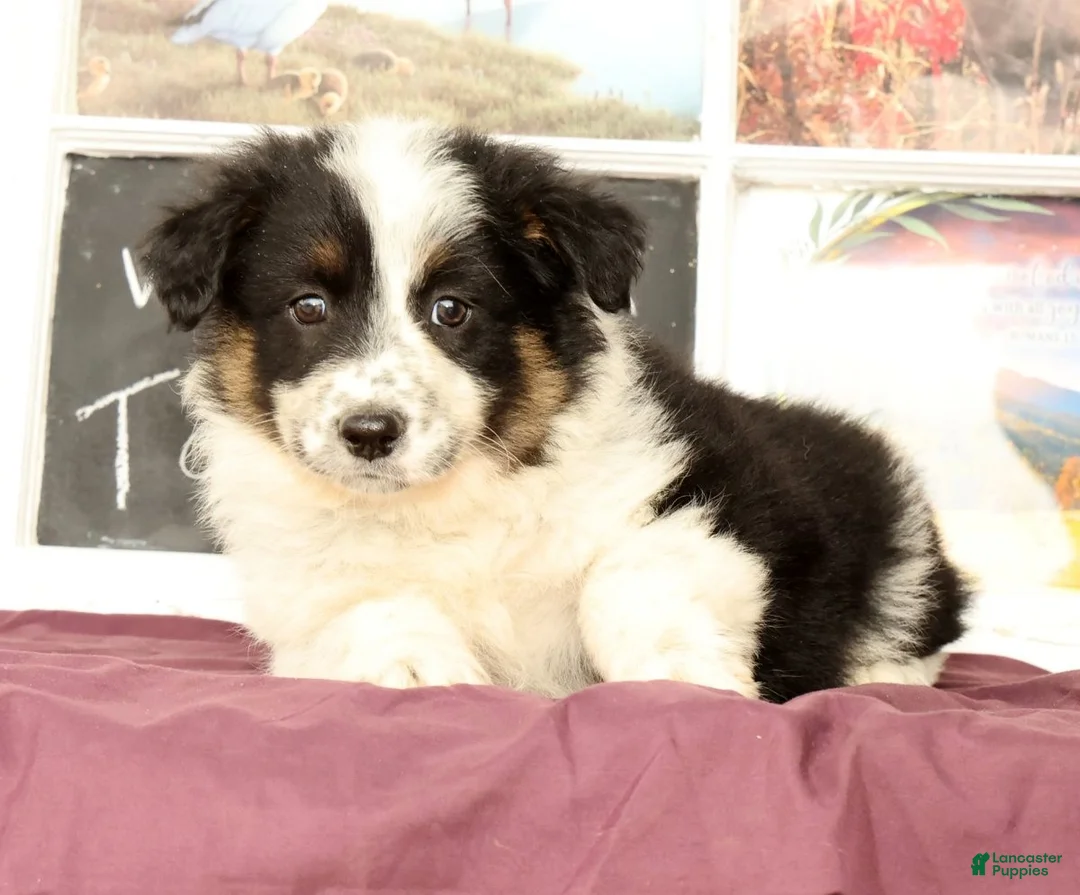 Mixed Breed dogs for sale: Twila - Ad 1