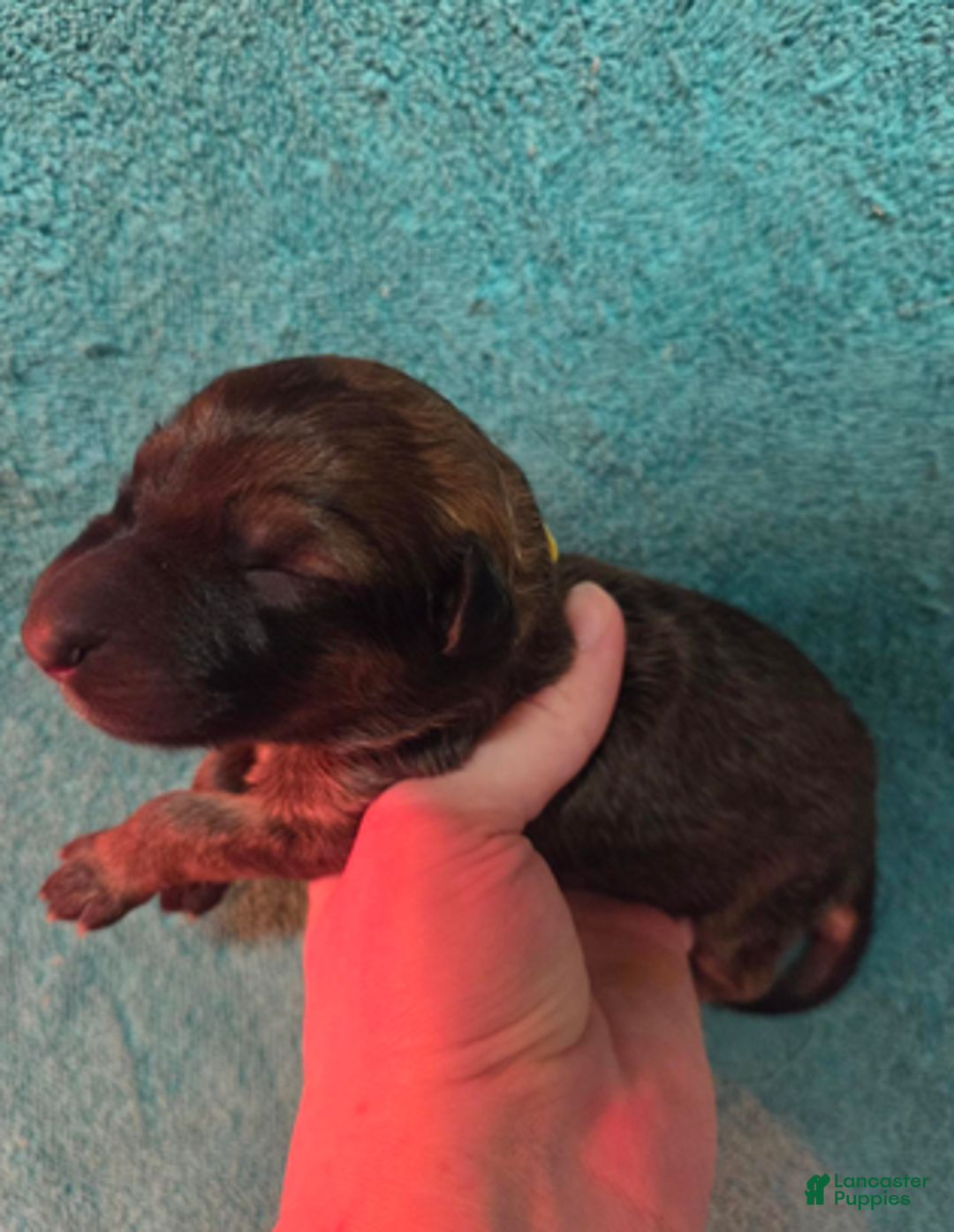 German Shepherd dogs for sale: Yellow Collar Girl - Ad 5