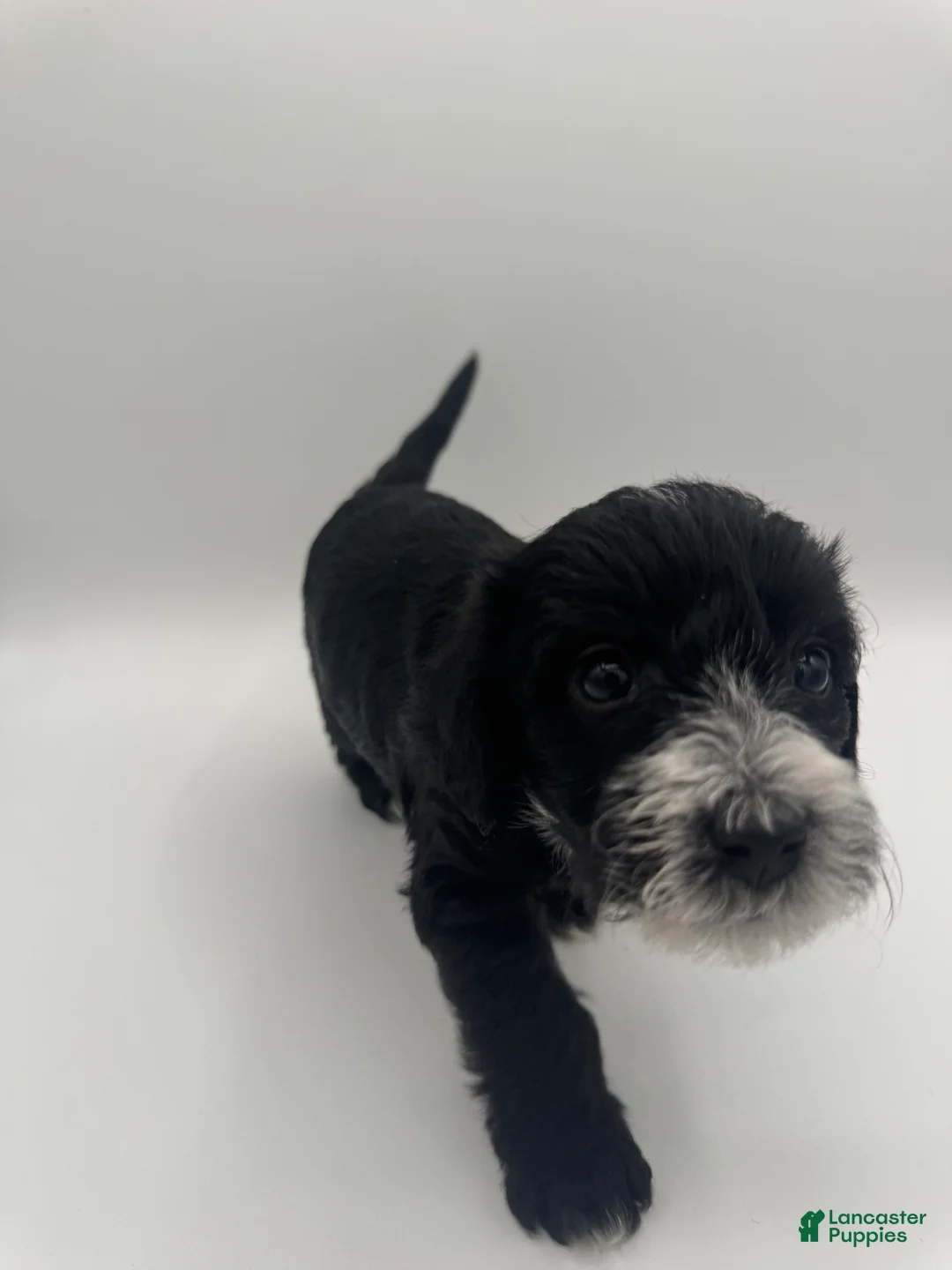 Schnoodle dogs for sale: Schnoodle 3 - Ad 2