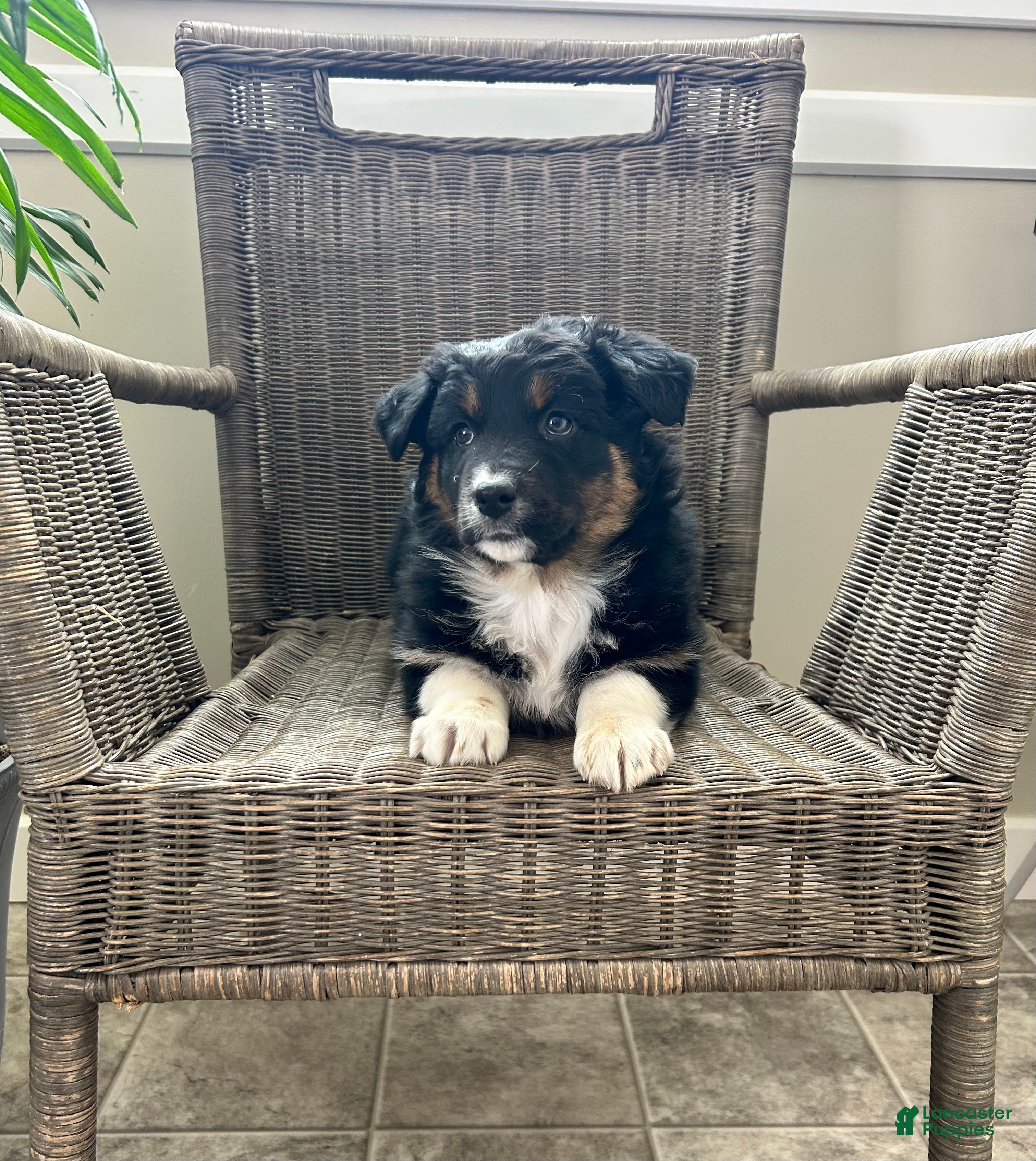Australian Shepherd dogs Lily - Ad 2