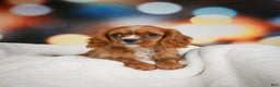 Cavalier King Charles Spaniel dogs for sale: Candy - Ad 1