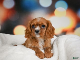 Cavalier King Charles Spaniel dogs Candy - Ad 24