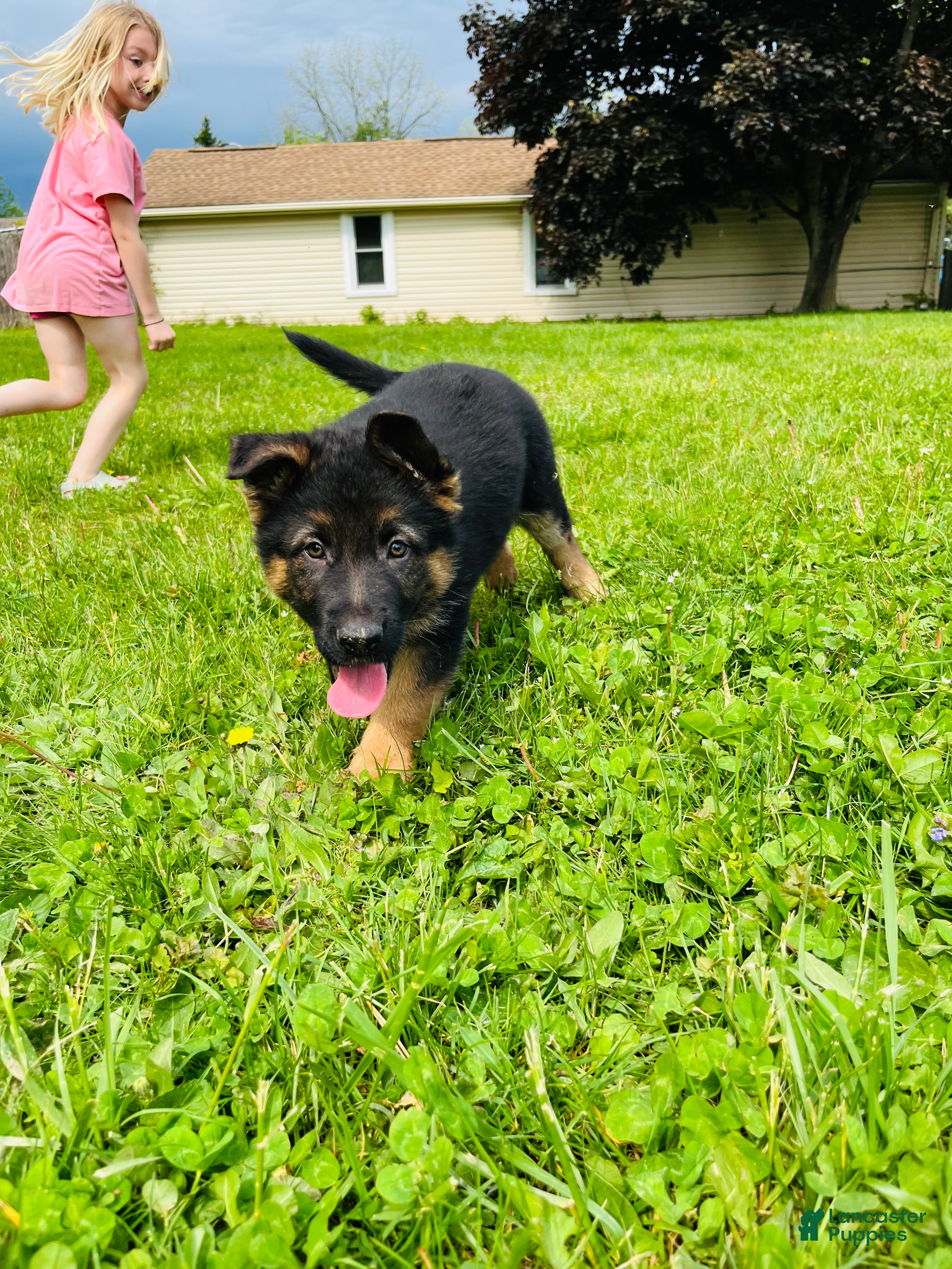 German Shepherd dogs Boy - Ad 19