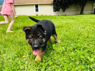 German Shepherd dogs Boy - Ad 19