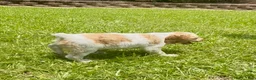 Brittany Spaniel dogs for sale: Maggie - Ad 5